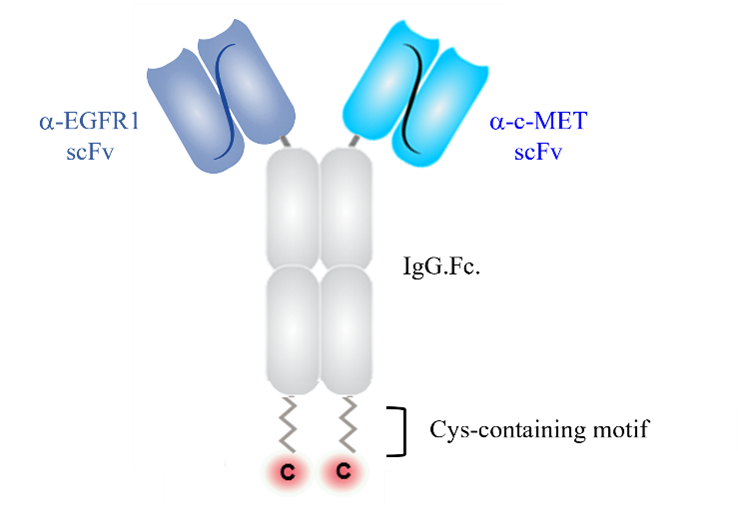 Bispecific Antibodies – TE-Meds